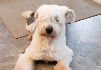 [해외입양] 캐나다 밴쿠버에서 가족을 만난 밀크