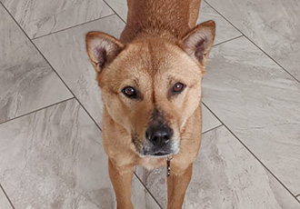 [해외입양] 캐나다 밴쿠버에서 가족을 만난 어화