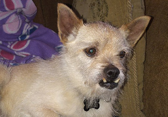 [해외입양] 캐나다 밴쿠버에서 가족을 만난 랄프