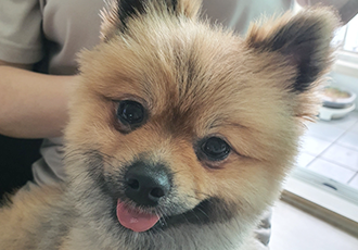 라쿤이 입양 3개월차 후기