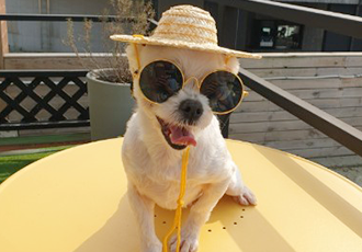 몽실이(탱귤이) 입양 3개월 후기