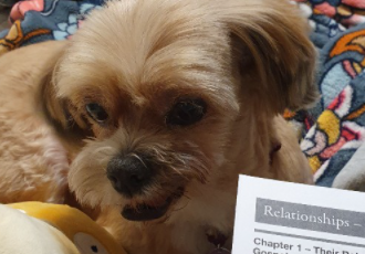 코코 입양후기 (1년 10개월)