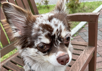 평택 치와와 넷째 난이..입니다