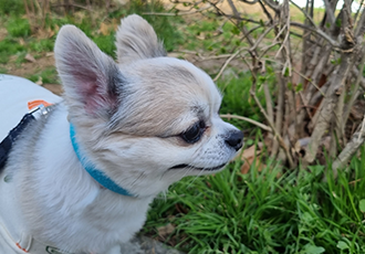 다온이의 유치원일기 (짹짹이)