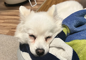 푸우 입양후 이야기🐶