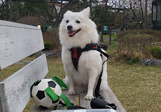 벚꽃길 산책중