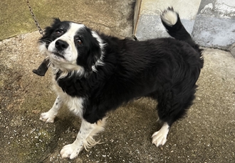 [D25-34관외] 건강 악화로 새로운 가족을 찾는 '사랑이'