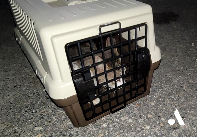 [쓰담쓰담] 누군가 낯선 이곳에 옮겨 놓은 걸까? 초롬이