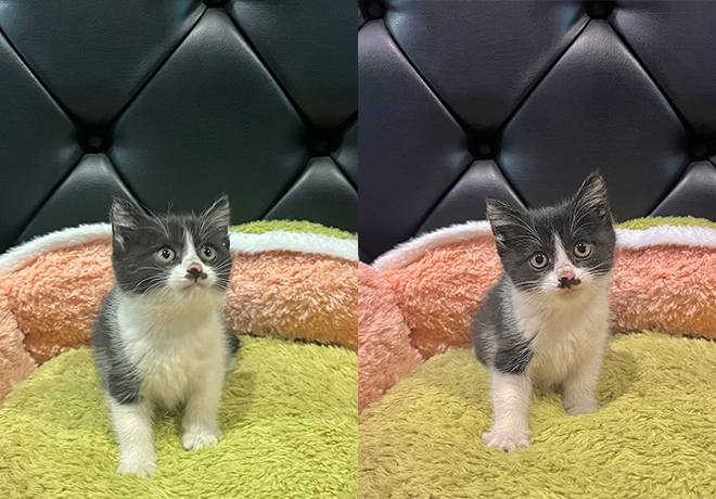 [C25-33 관외] 가족을 기다리는 '밍키'