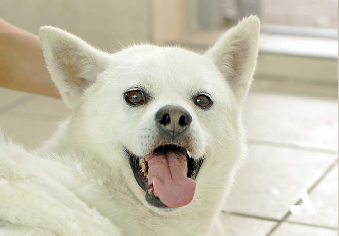 [부고] 뒤뚱거리면서도 묵묵히 나아가던 유키가 별이 되었습니다.