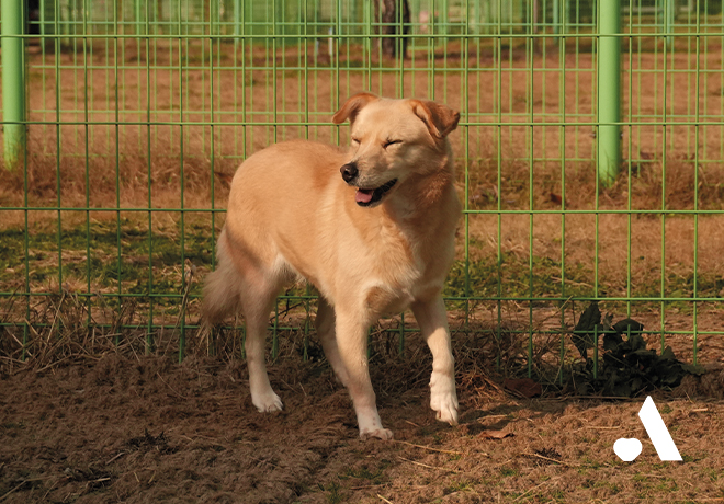 위탁보호소에서 지내고 있는 폐공장 구조견, 콩콩이 친구들 소식 전해드립니다!