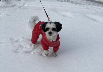귀염둥이 샬롯(구 포아) 3개월 후기입니다!