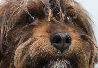 [어서ON] 위험하게 도로 위를 떠돌던 '산들이'가 온센터에 입주했습니다.
