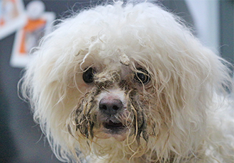 [원주 방치 현장 구조견] 온몸에 남겨진 방치의 세월과 흔적들
