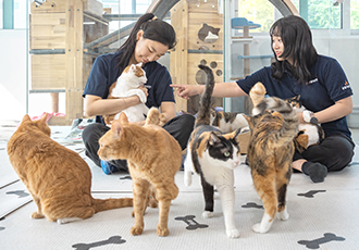 온캣 고양이들의 ‘오늘의 집사’가 되어보세요!