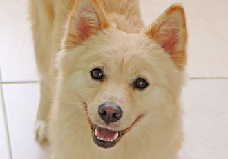 수원 도살장 구조, 그리고 1년이 지났습니다.
