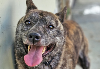 💌위탁보호소 '통영 개농장 구조견' 친구들은 무사히 여름을 보내고 있어요!