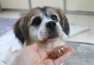 태풍 '카눈' 북상, 동물 보호소에서의 자연재난 대비