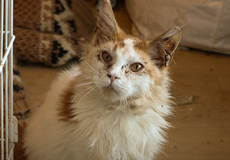 [나눔ON] 마포 불법번식장 구조묘들이 사용할 생활용품이 필요합니다.