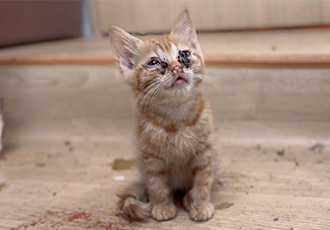 [마포 불법번식장 구조묘] 처참환 환경에서 벗어나 평범한 일상을 알아갑니다.