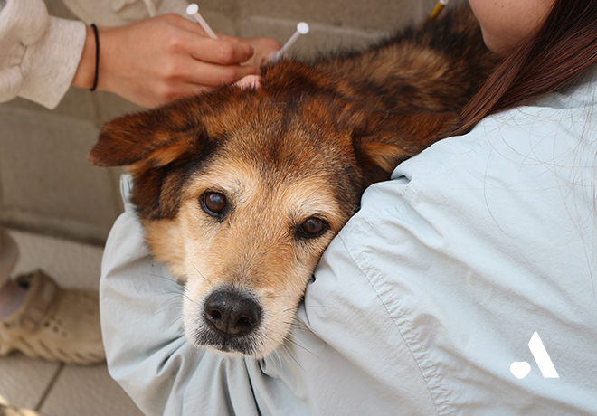 💉 아야! 돌아온 온독 접종데이