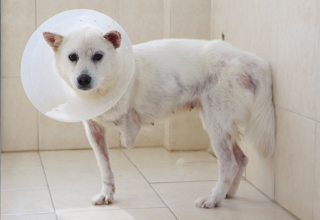 덫의 고통을 견디며 새끼를 지켜낸 백온이