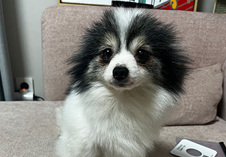 땅콩이(아미) 3개월 차입니다~~:)