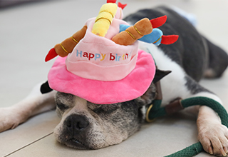  [On's Birthday] 쿤이, 호동이, 보아, 녹차의 생일 카페🎂