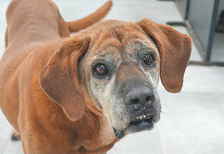 동물 보호소 당직 일기(feat.마당을 사랑하는 초코)