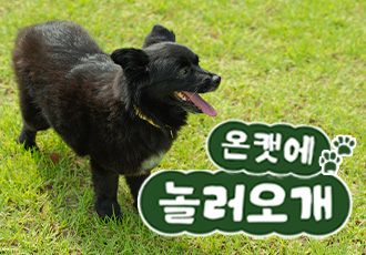 [9월 온캣에 놀러오개] ﻿잔디마당에서 뛰어놀아요🐕