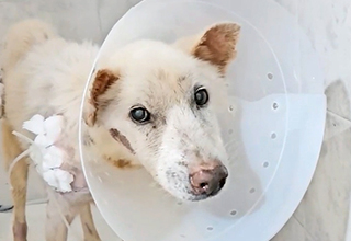 치료 30일 만에 스스로 일어선 기적의 강단이