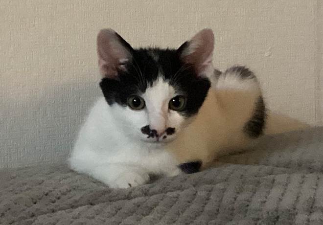 [C25-28 관외] 자동차 엔진에서 구조한 '호방'