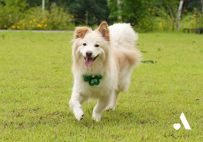 [온캣에 놀러오개] 뛰어놀기 좋은 가을! 잔디마당으로 모여라🐾