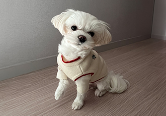 뽀숑이(보령 육보)임보 5개월차 :)