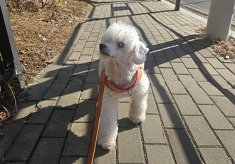 보령 빛돌이(송이)