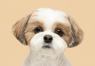 호두 (구 용용) 함께한지 1년이 지났어요