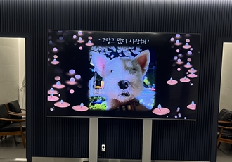 우리 망고 하늘나라갔어요ㅠㅠ