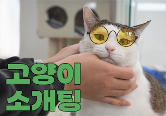 [입양행사] 가족을 기다리는 고양이들을 만나보세요! '고양이 소개팅'💌
