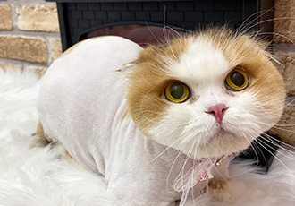 알코(크룩섕스) 미용했어요!!
