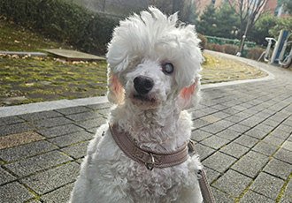 보령빛돌이(송이)소식