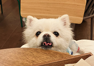 잔디 석 달간의 임시보호를 마치고 입양합니다.