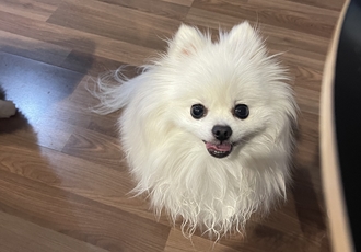 하루 입양후 3년…