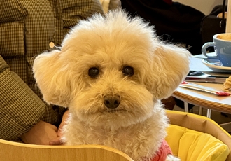 쿠크 4년 됐어요~ (곤지암 구조견)