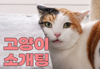 [입양행사] 아직도 묘연을 기다리시나요? '고양이 소개팅'🌸
