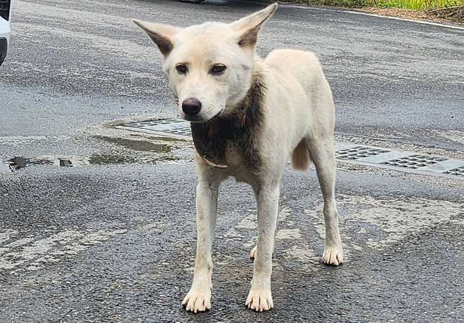 [동물 구조] 전남 화순군, 목을 옥죄는 아픔 속에서도 새끼를 건강히 키워낸 ‘안나’