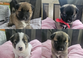 [D25-21관외] 평생 가족을 찾는 '강일', '강이', '강삼', '강사'