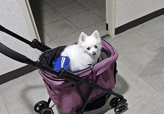 포옹이 가족들과 산책