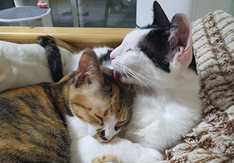 오랭.조랭이 입양 1년 후