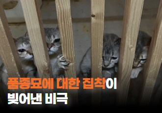 [동물 학대] 품종묘에 대한 집착이 빚어낸 비극