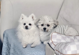 보슬이 연장해서 임시보호중 입니다